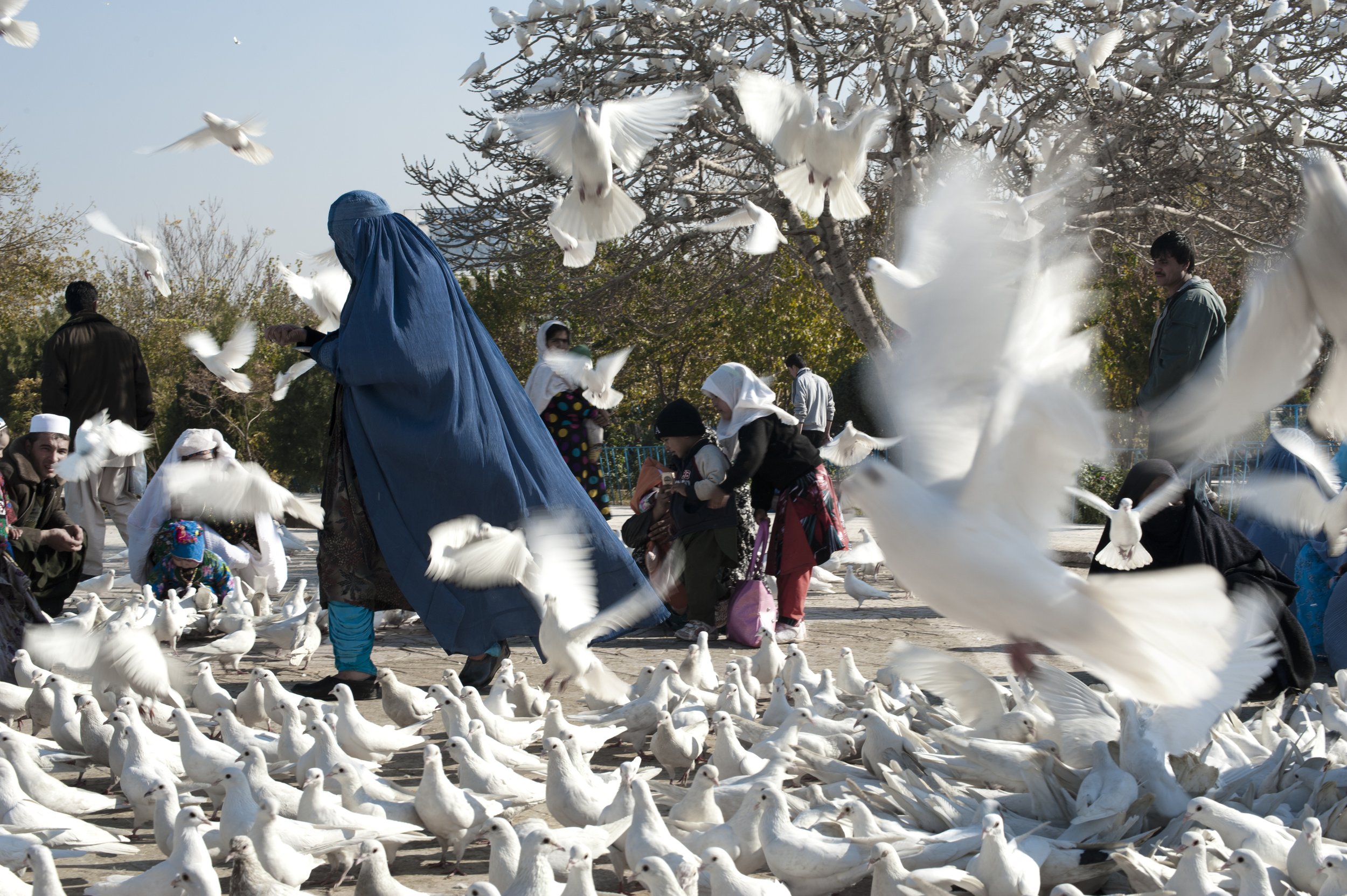 An afghan feeds doves in front of the Blue Mosque, Mazar-i-Sharif 2012 It is a peaceful, sunny day in Mazar-i-Sharif. An afghan woman comes to a mosque to pray feeding the pigeons afterword. All the pigeons in Mazar are white. There is a legend which