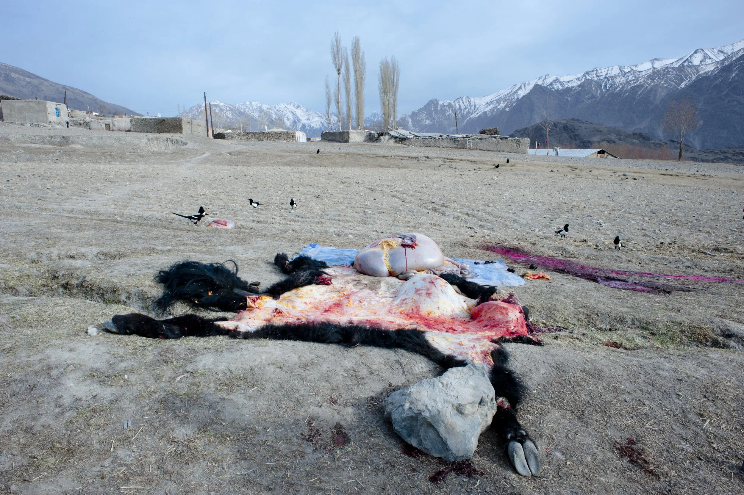 The leftovers from the yak.