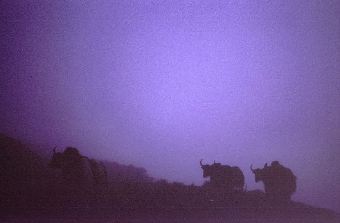 06 YAKS 436.jpg