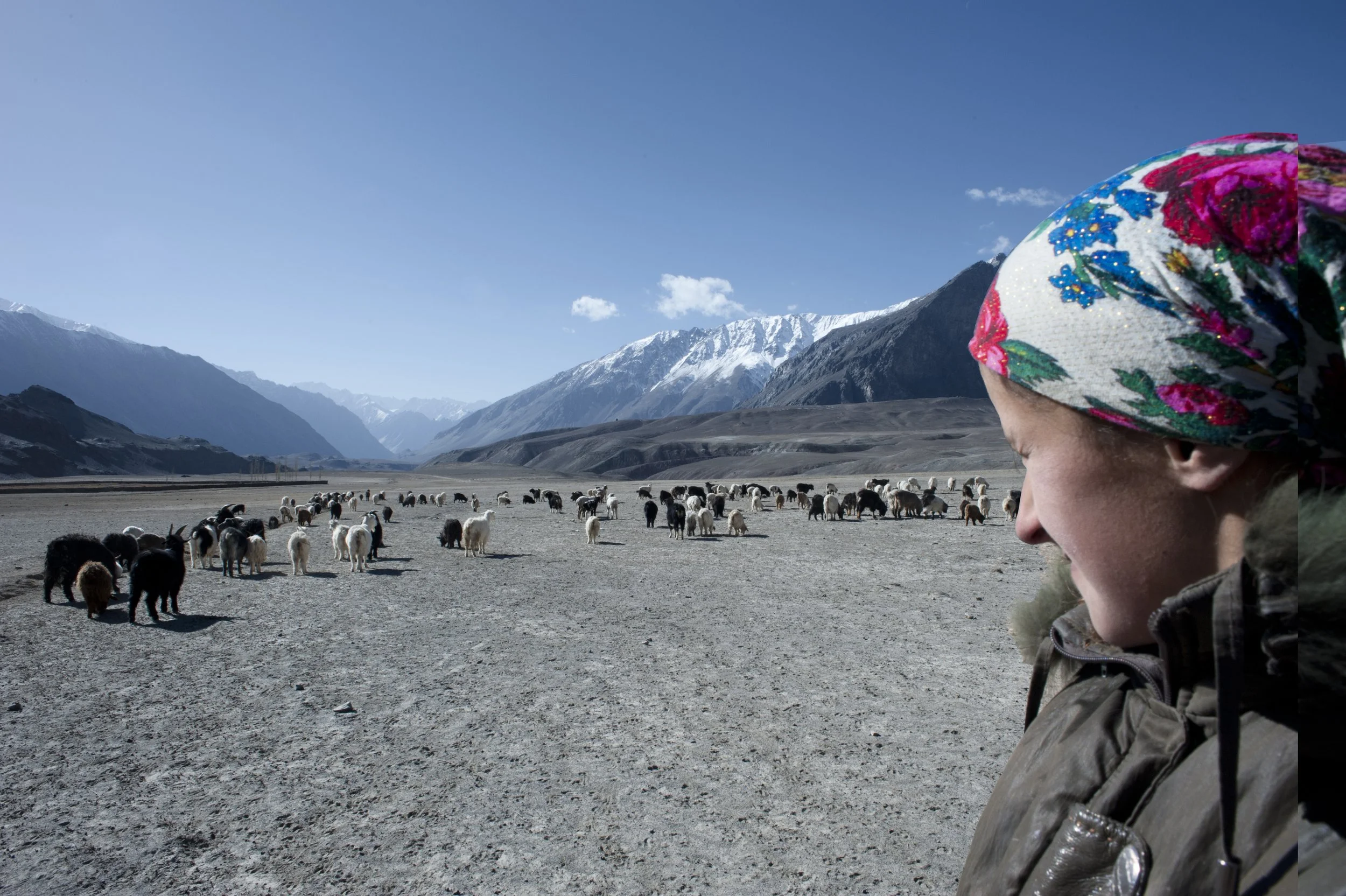 The girl looks for sheep and goats. This task is reserved for children. There are 7 to 10 big herds in the village. In one herd, there are around 10 to 15 smaller groups each owned by a local. Shepherds switch their turn for grazing their herds.
