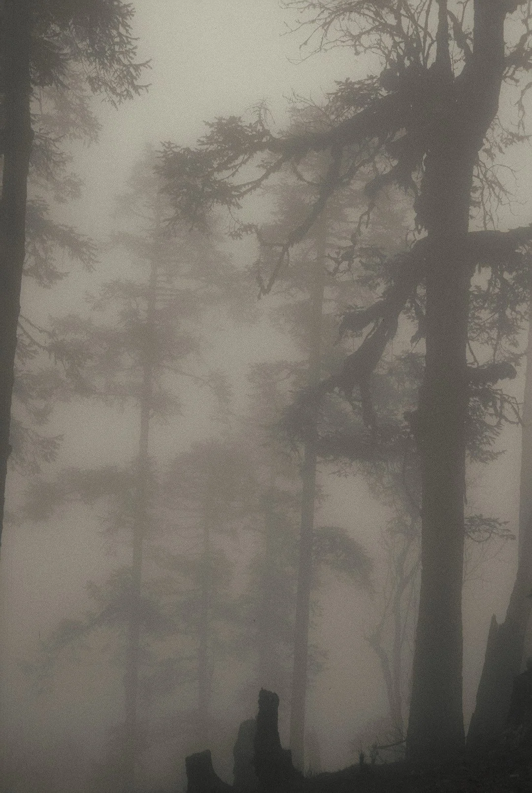 15.3 TREES IN FOG.jpg