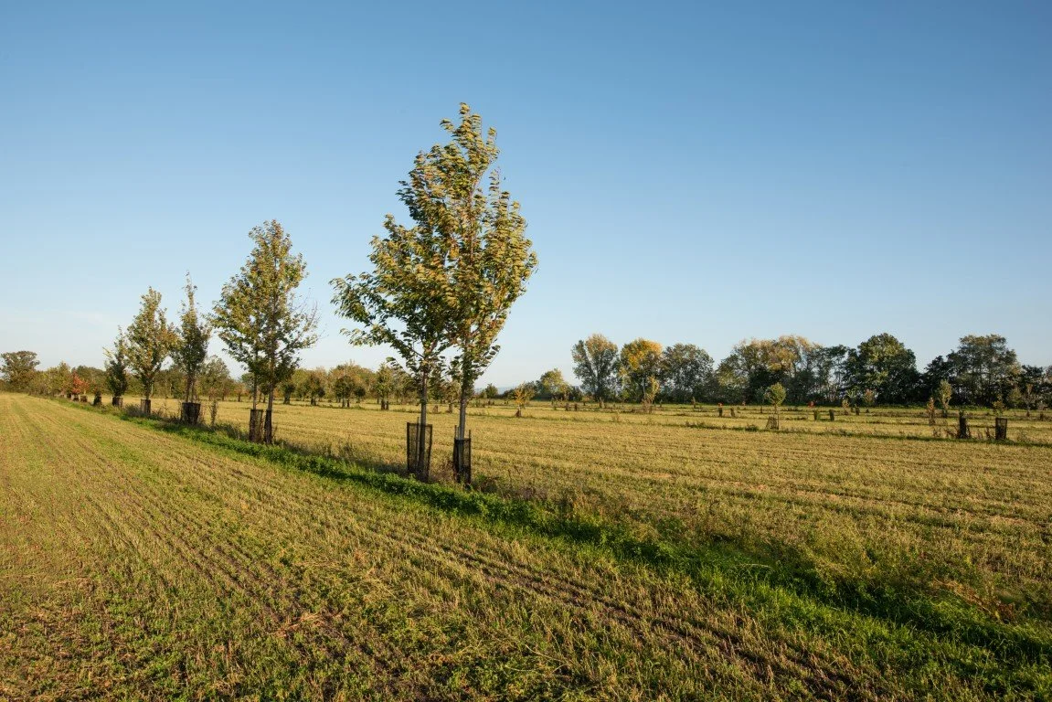KS0_1132X.jpg