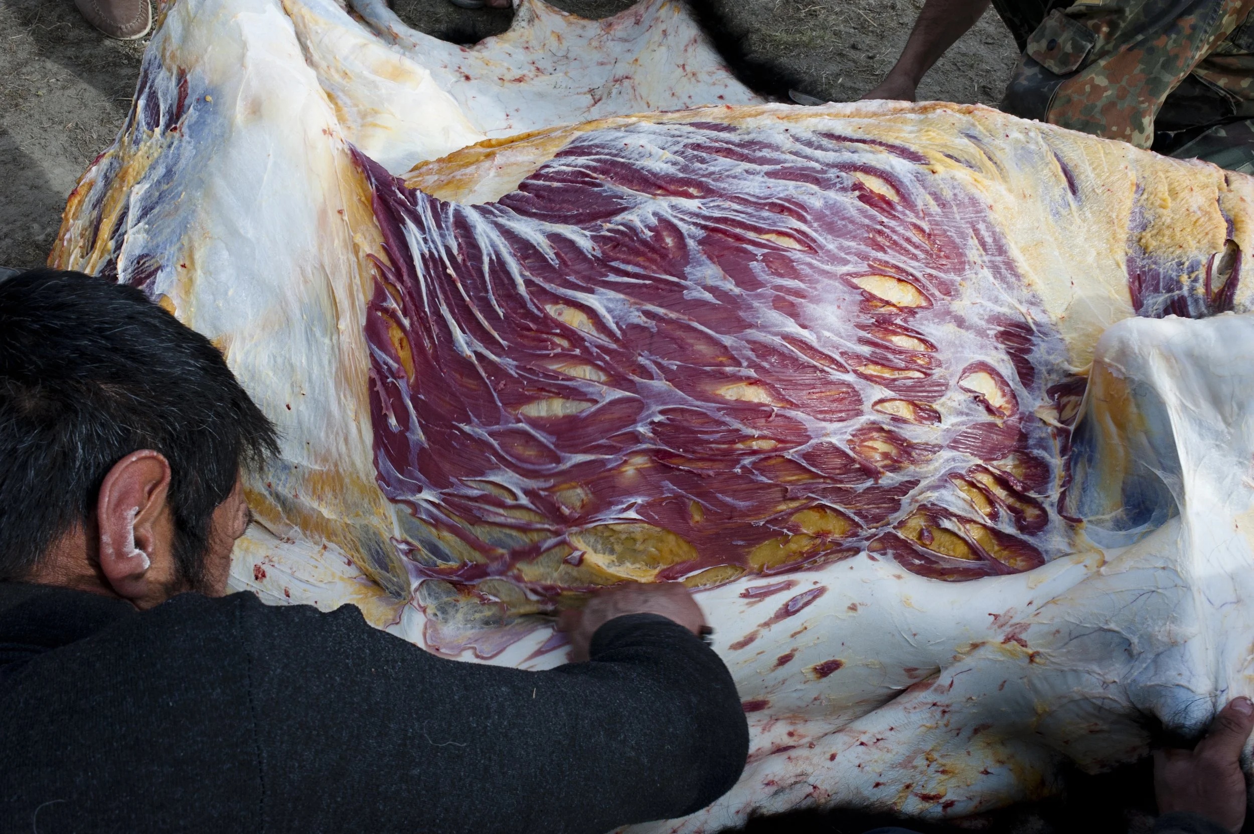 Butchering the yak. As the custom, the neighbors receive a piece of meat, ready prepared and boiled.