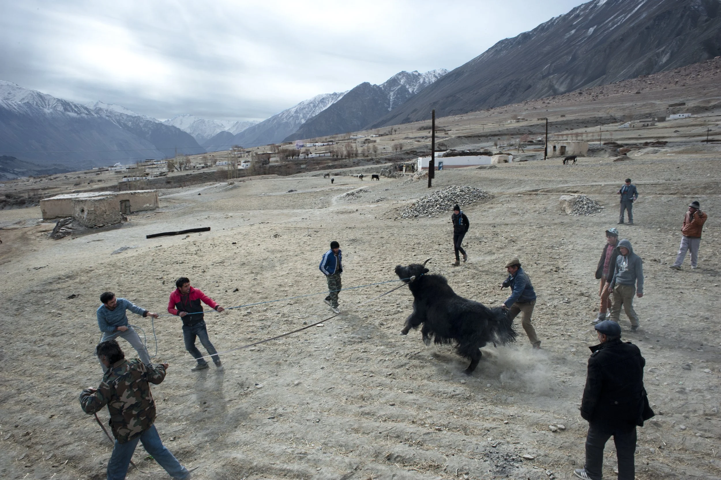 Catching a yak. A few wild yaks are brought from a distant Murghab. One was chosen to be culled for upcoming wedding party.