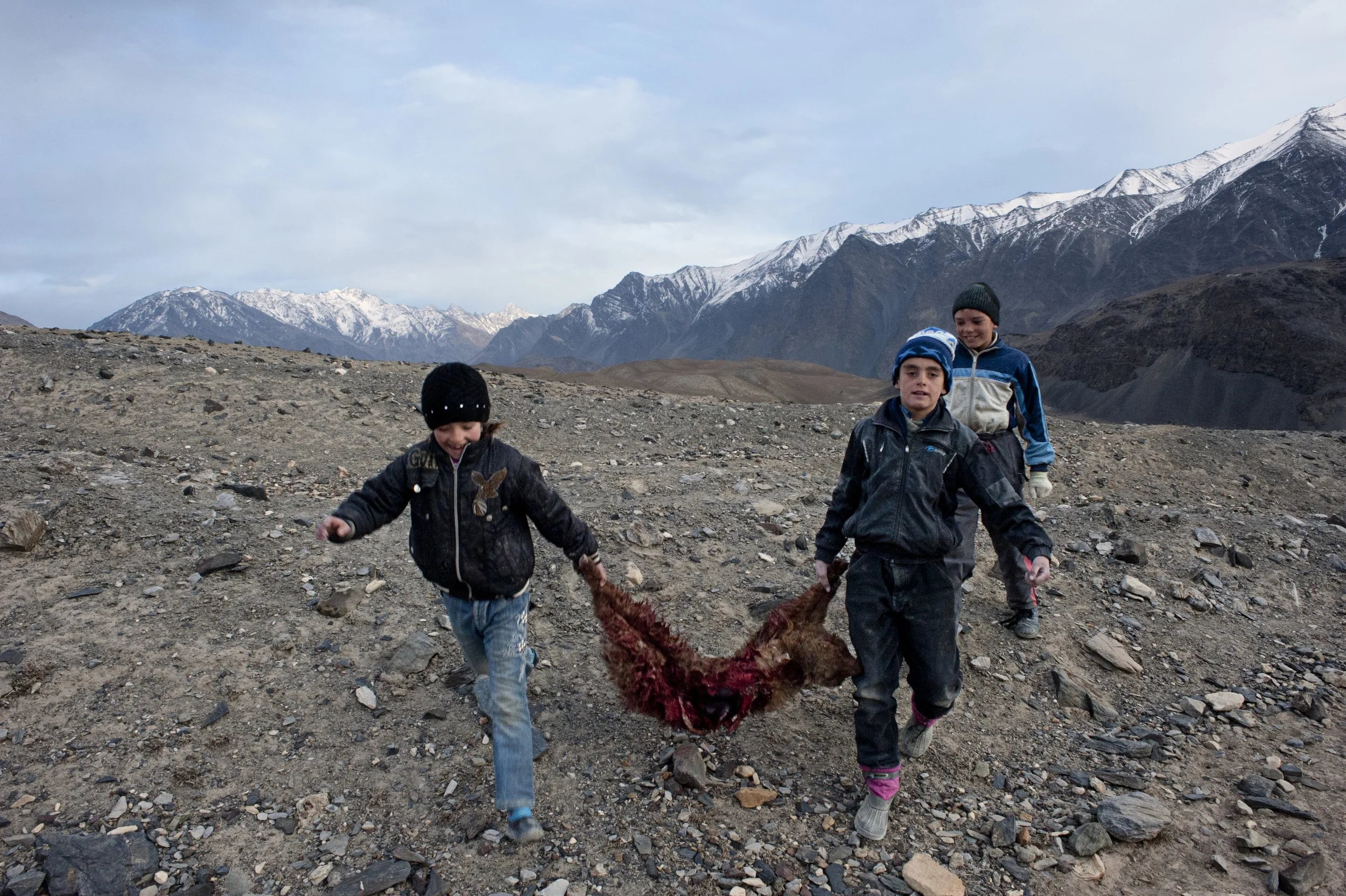 Gulguna and her friends bring a goat to the village to find out to who it belonged. There are 7 to 10 big herds in the village. In one herd, there are around 10 to 15 smaller groups each owned by a local. Shepherds switch their turns for grazing thei
