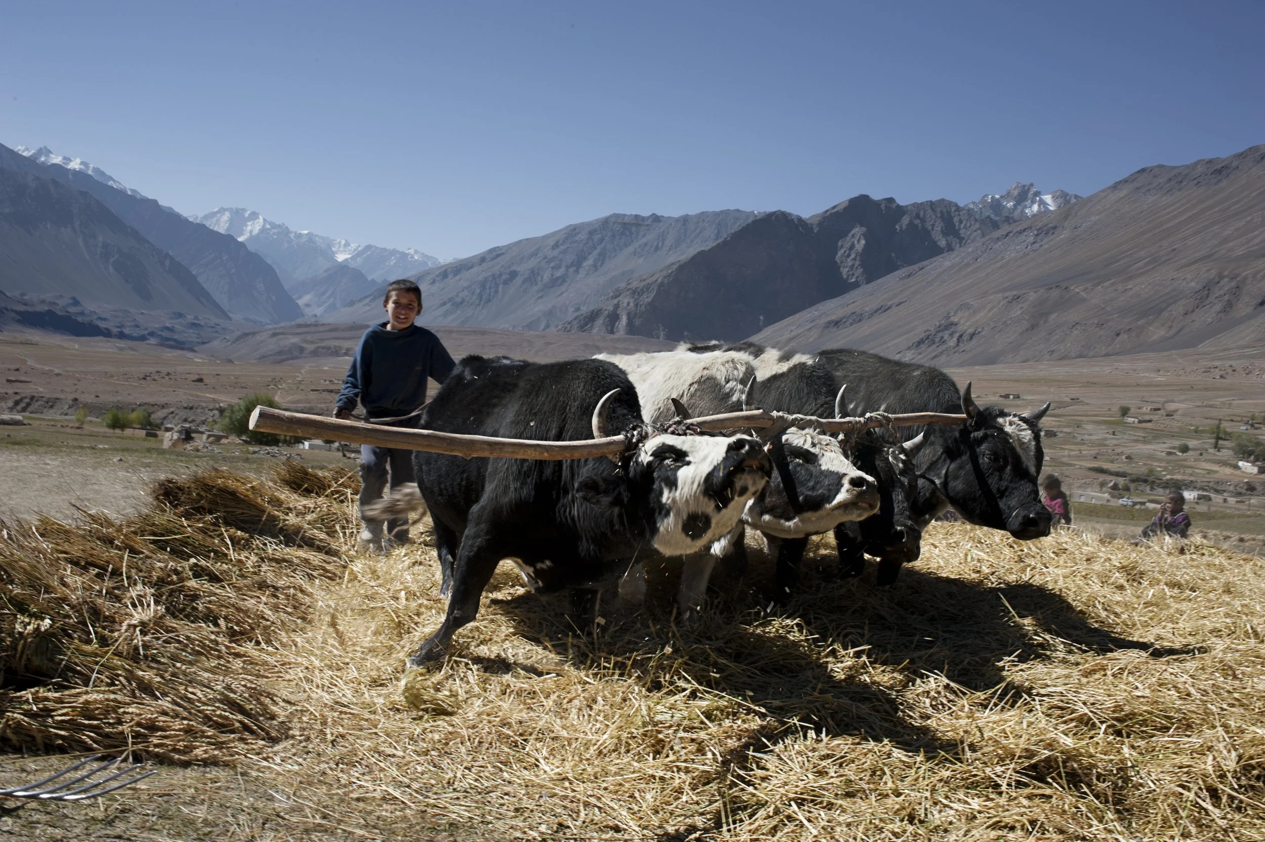 Boy threshes grain with oxen. In the village as electricity is not reliable most of the work is done manually or with the help of animals.
