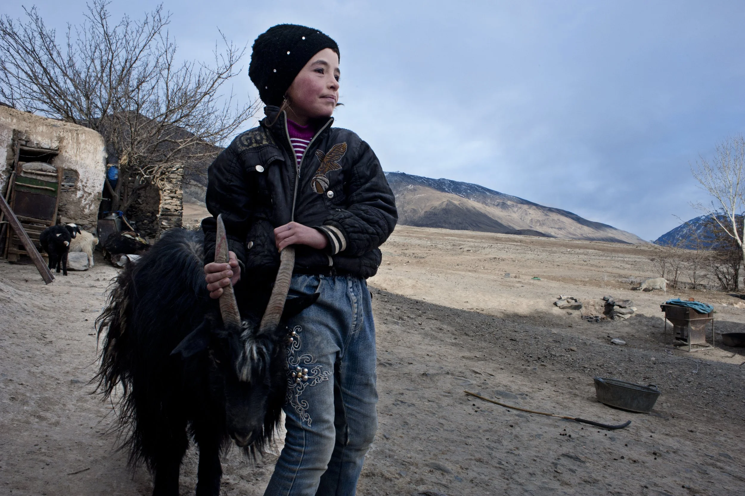 One of Gulguna’s duties is herding goats in the evening .This task is reserved for the children. A dog starts barking so she looks out for a wolf.