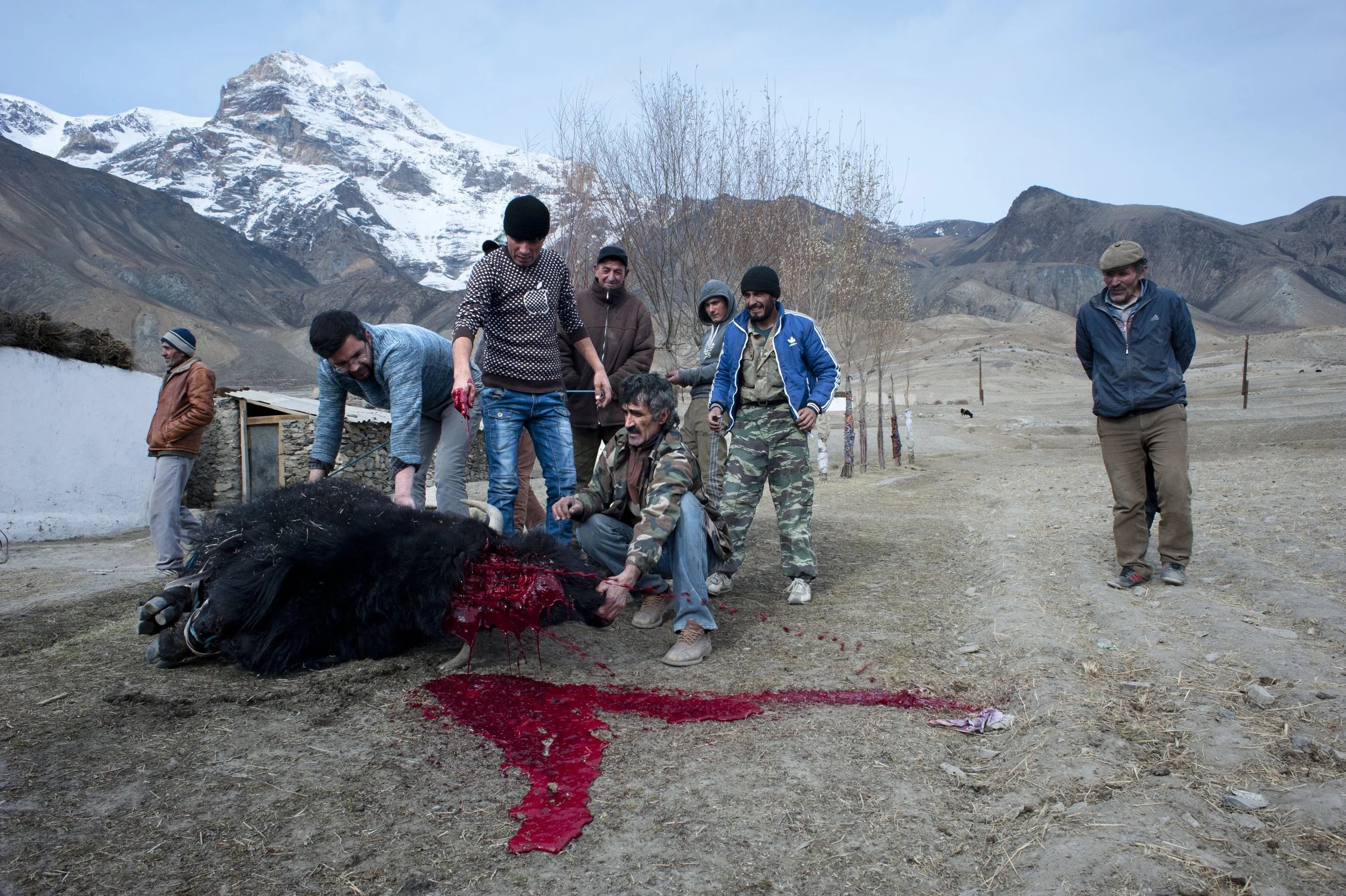 To kill a yak, men bind its legs, put it down, hold it and one of them cuts its throat.