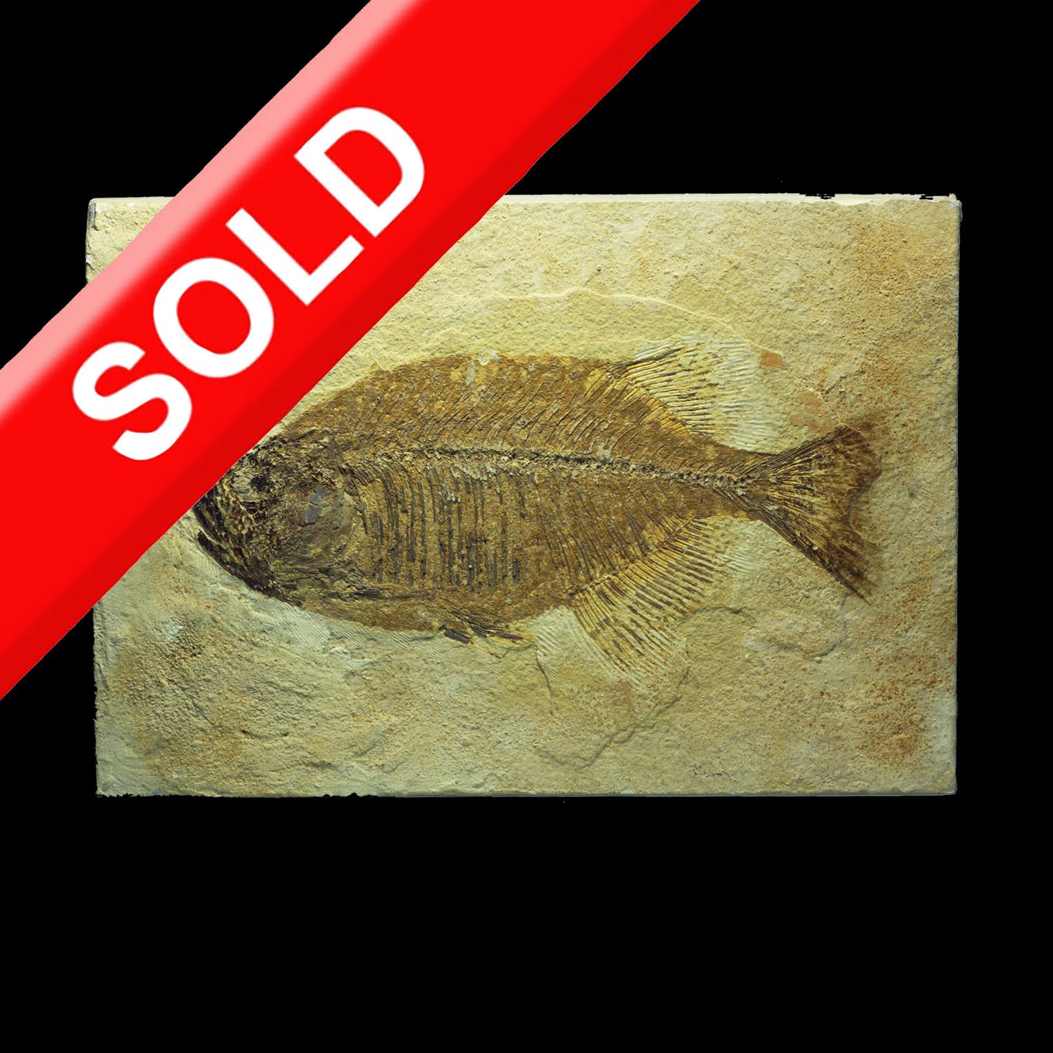Fossil of a fish embedded in a stone slab with a red 'SOLID' label across it.