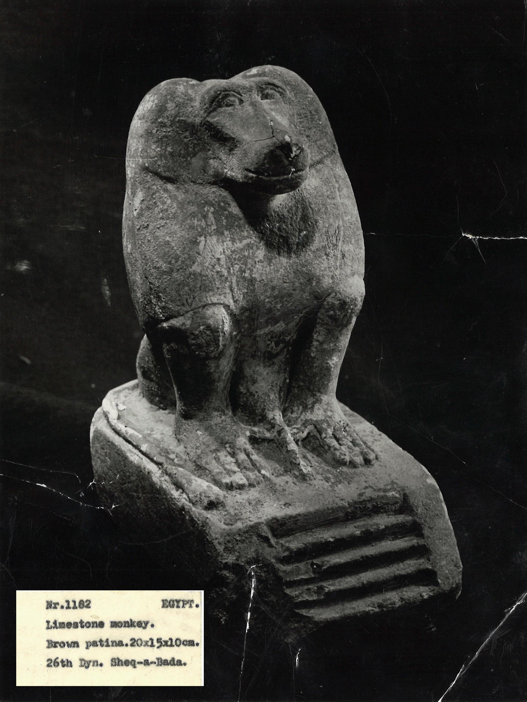 A black and white photograph of a carved stone sculpture of a lion with a mane, possibly ancient, displayed against a dark background. There is a small label beneath the sculpture with typed text reading: "Mr. 1102, Burmese, Limestone monkey, from petina 20x 5ulcm, 26th Dyn. Sheq-e-seda."