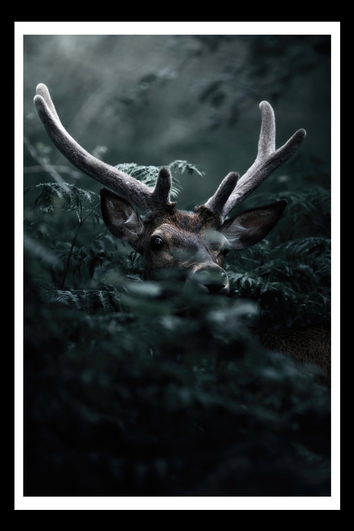 Forest-spirit-fine-art-print-dark-nature.jpg