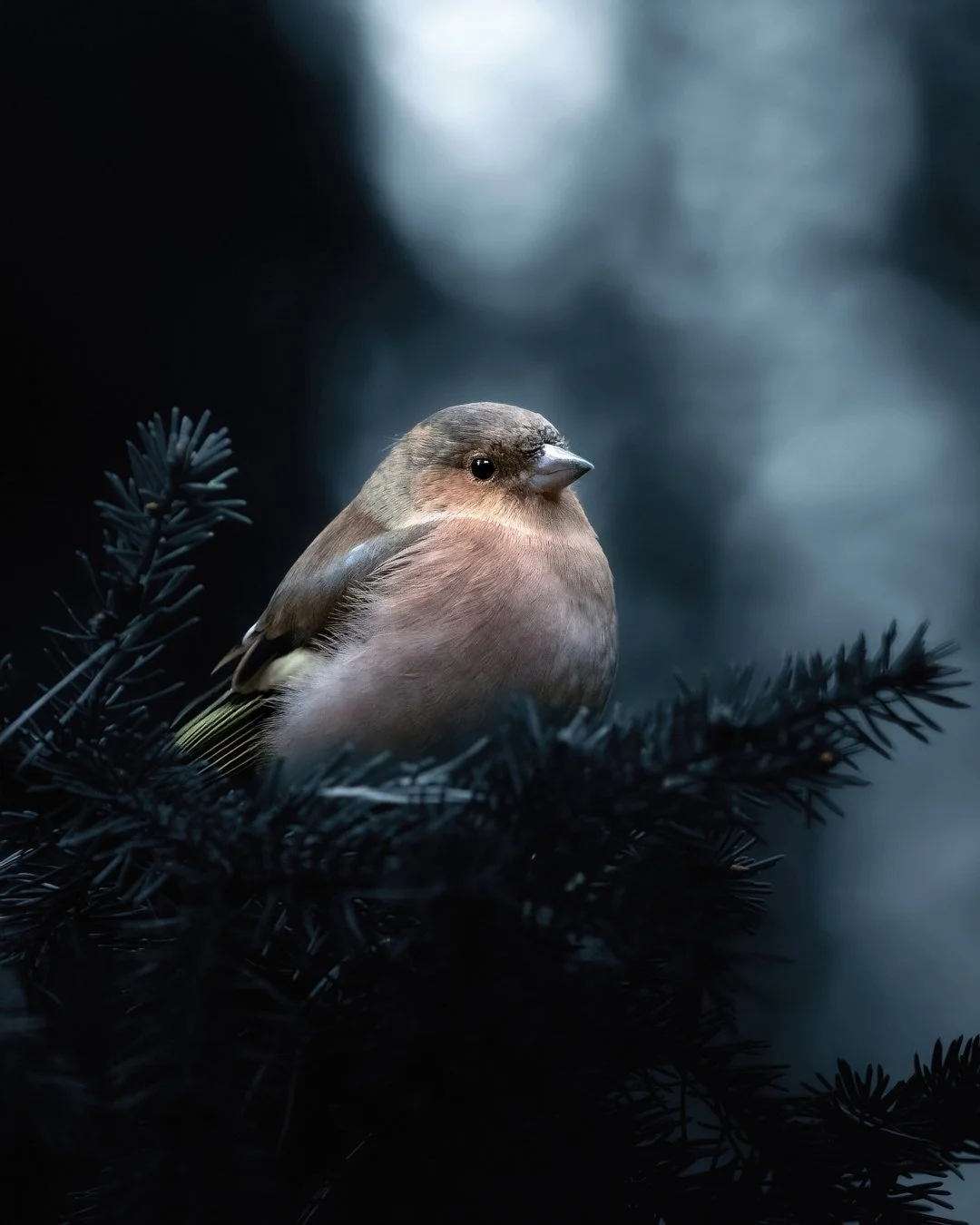 Little bird - Fine art print