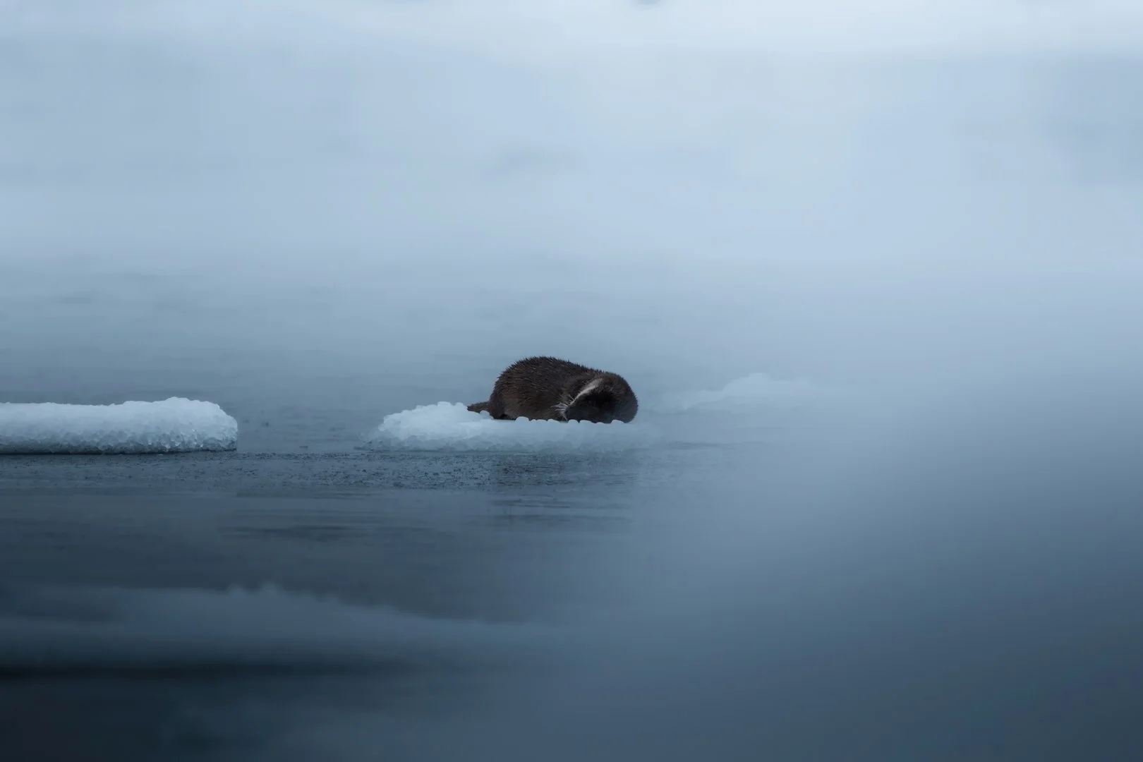 Dream - Fine art print