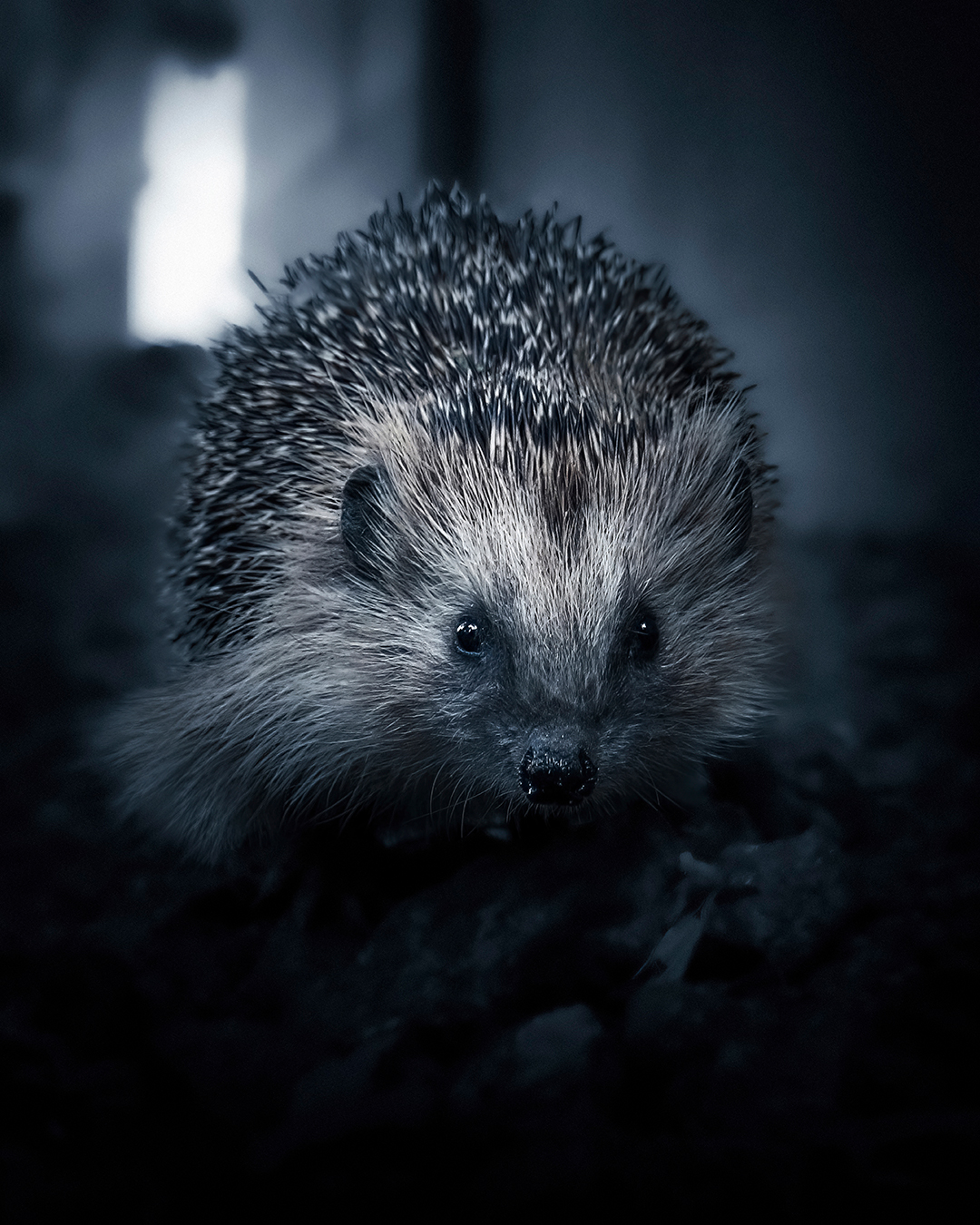 Hedgehog-4x5.png