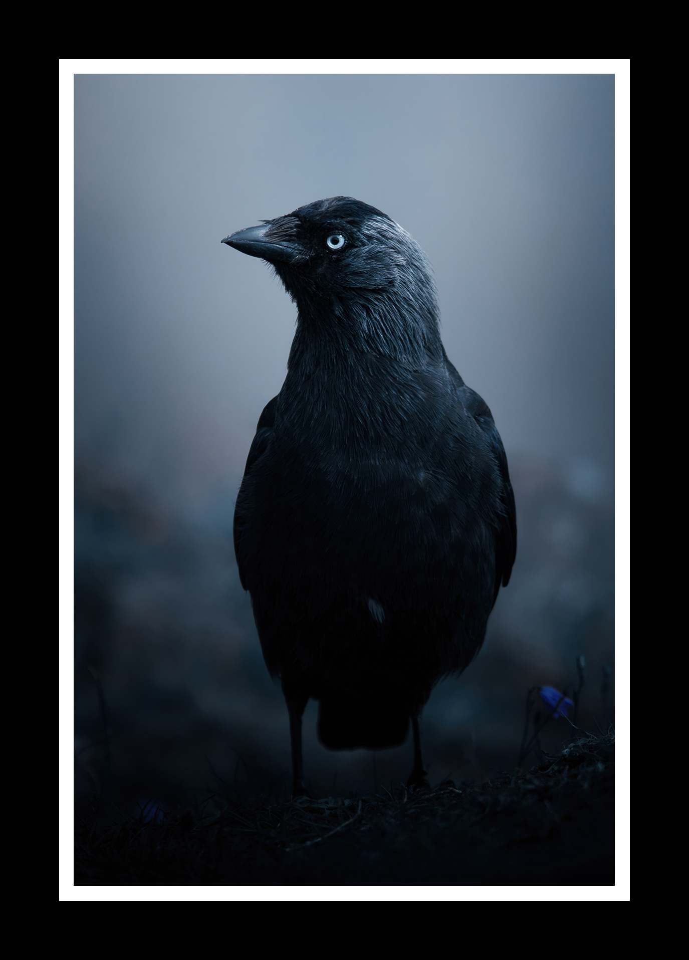 Jackdaw-2x3-r.png
