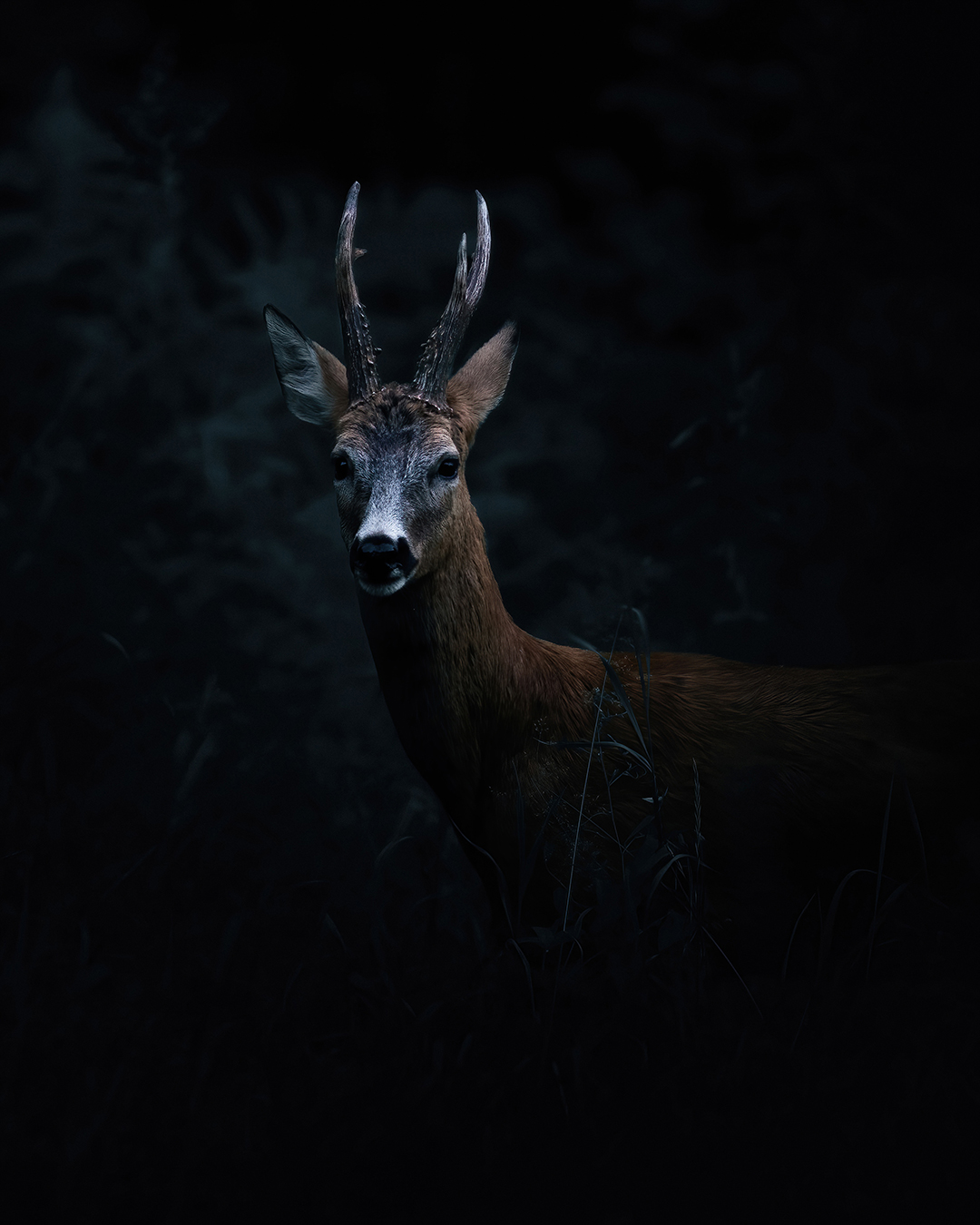 In-the-dark-4x5.png