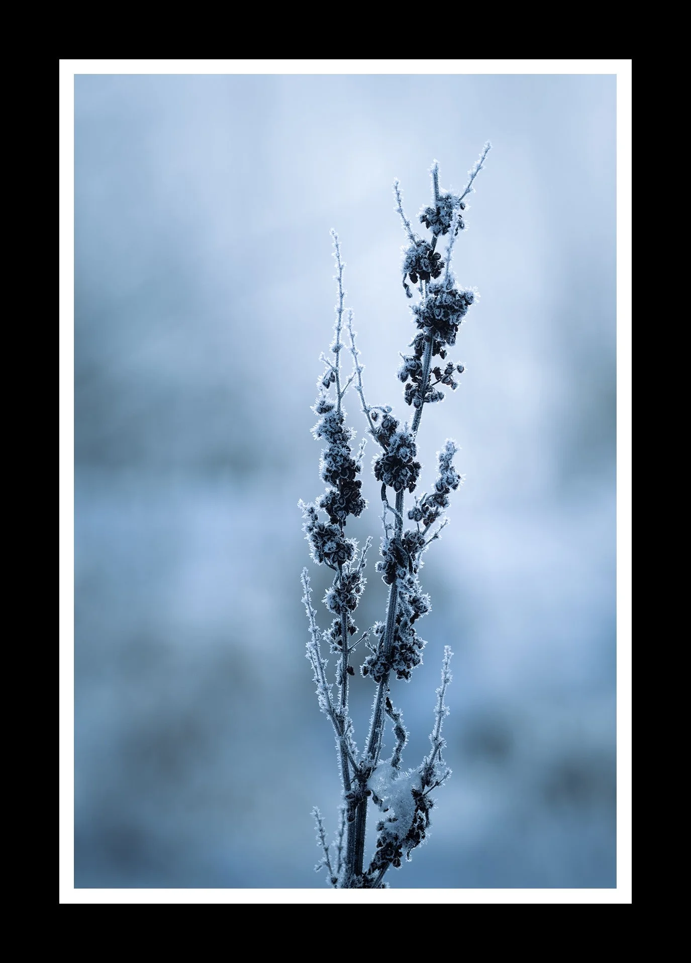 Frost-2x3-r.jpg