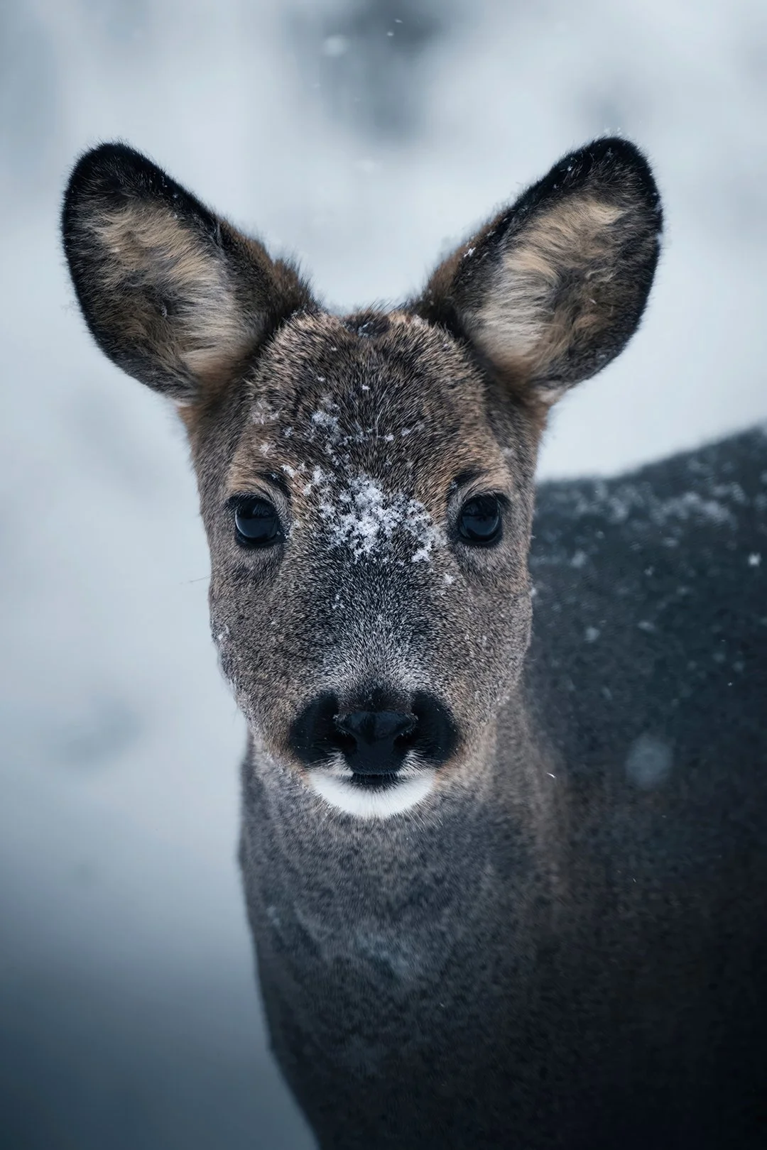 Snowy morning