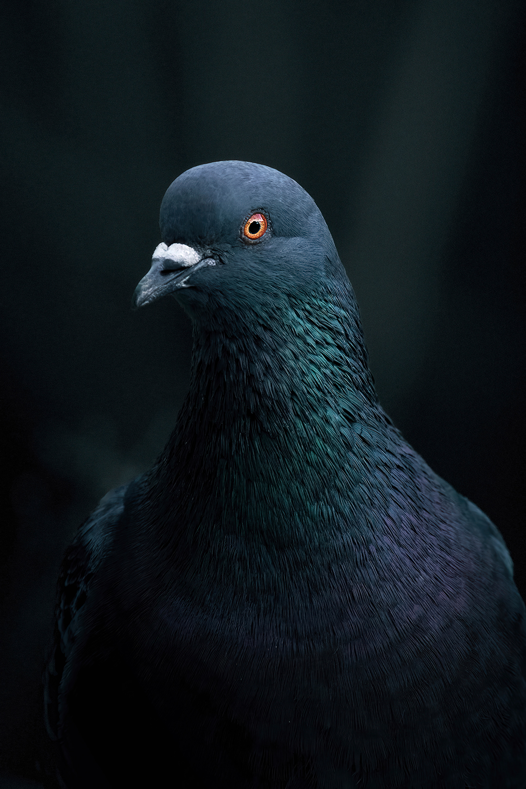 Pigeon-portrait-2x3.png