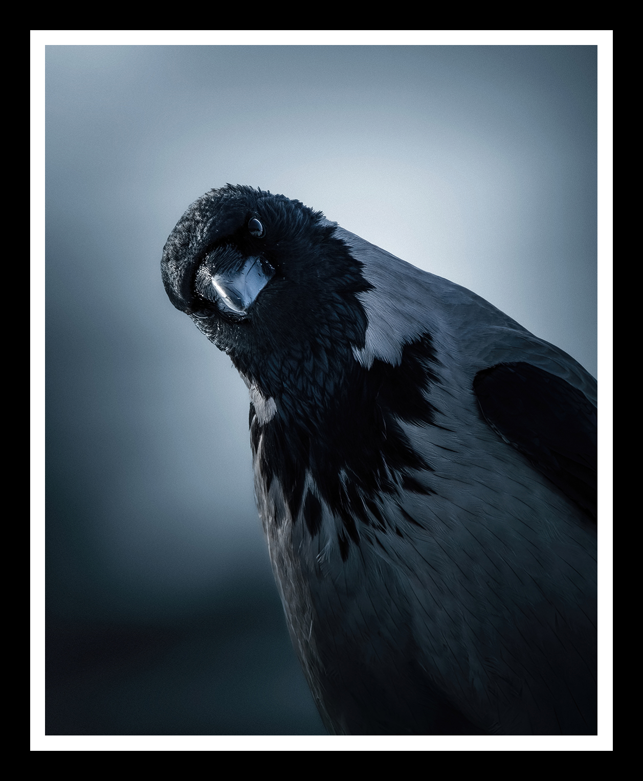 Curious-crow-4x5-r.png
