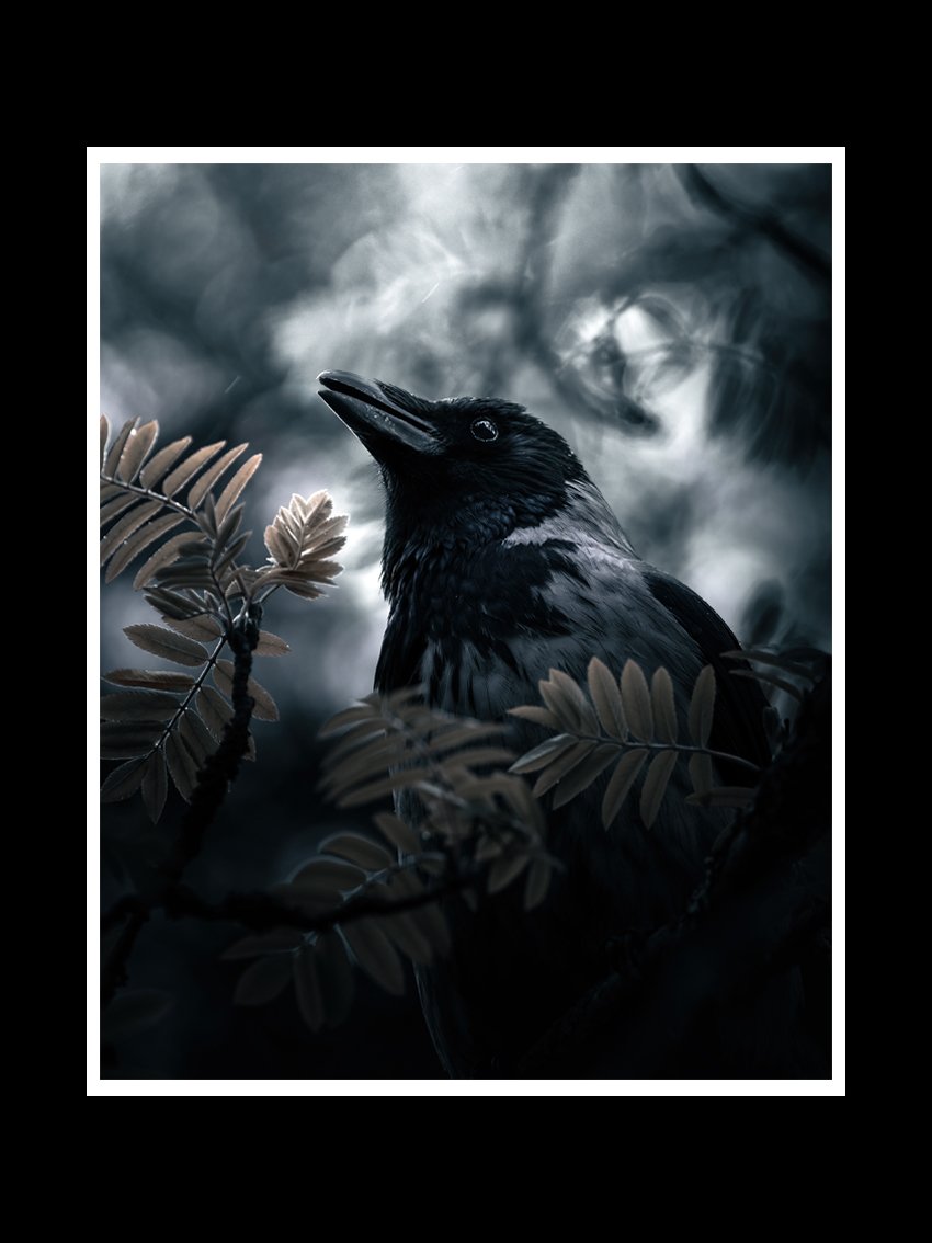 in-the-rain-crow-fine-art-print-nature-photography.jpg