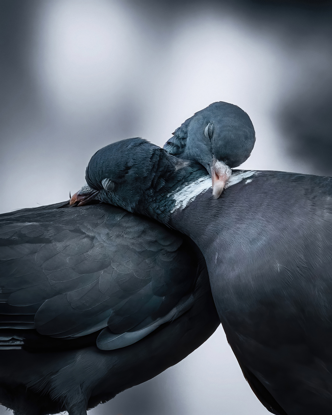 Lovebirds