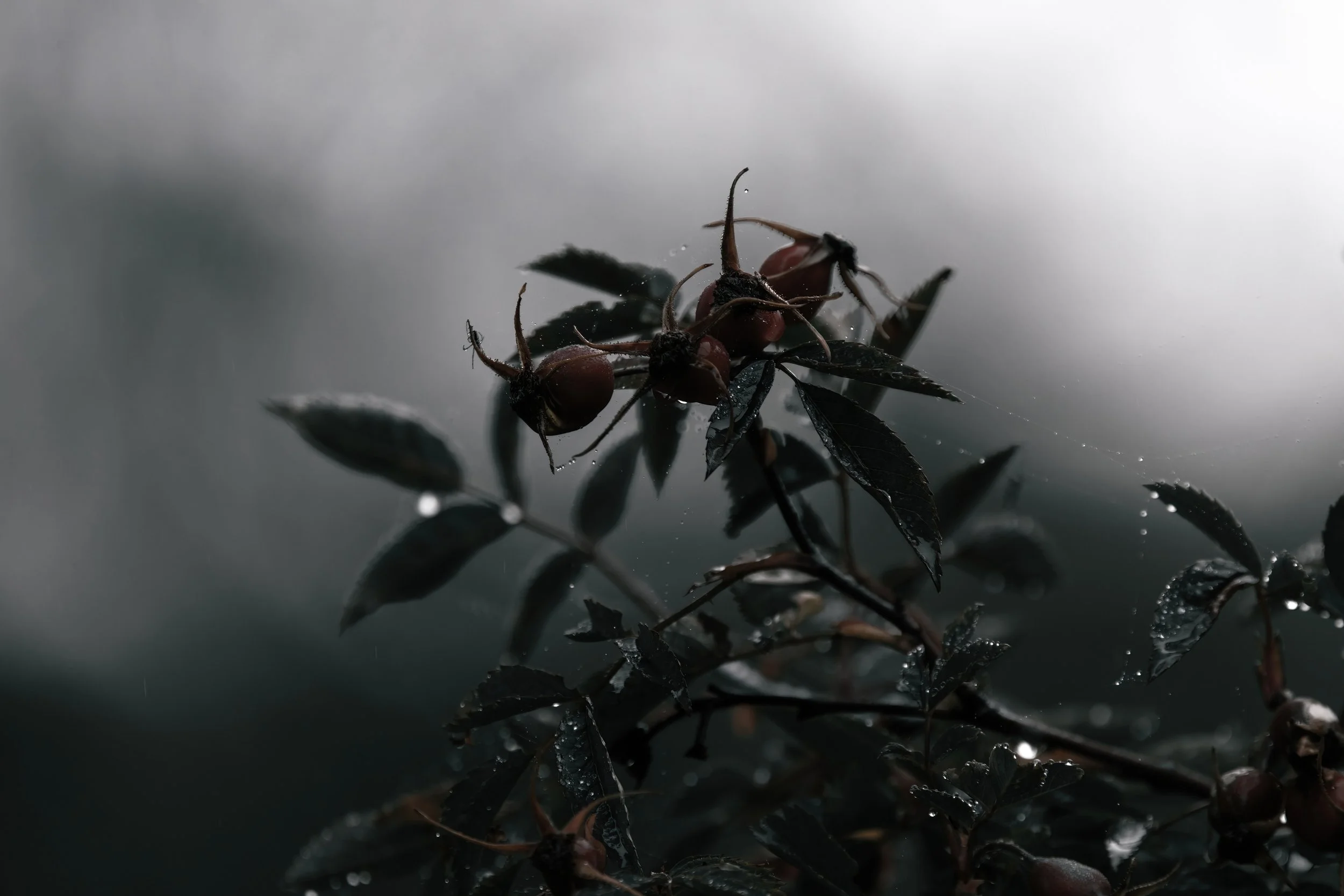 PI2A9626-2-low-light.jpg