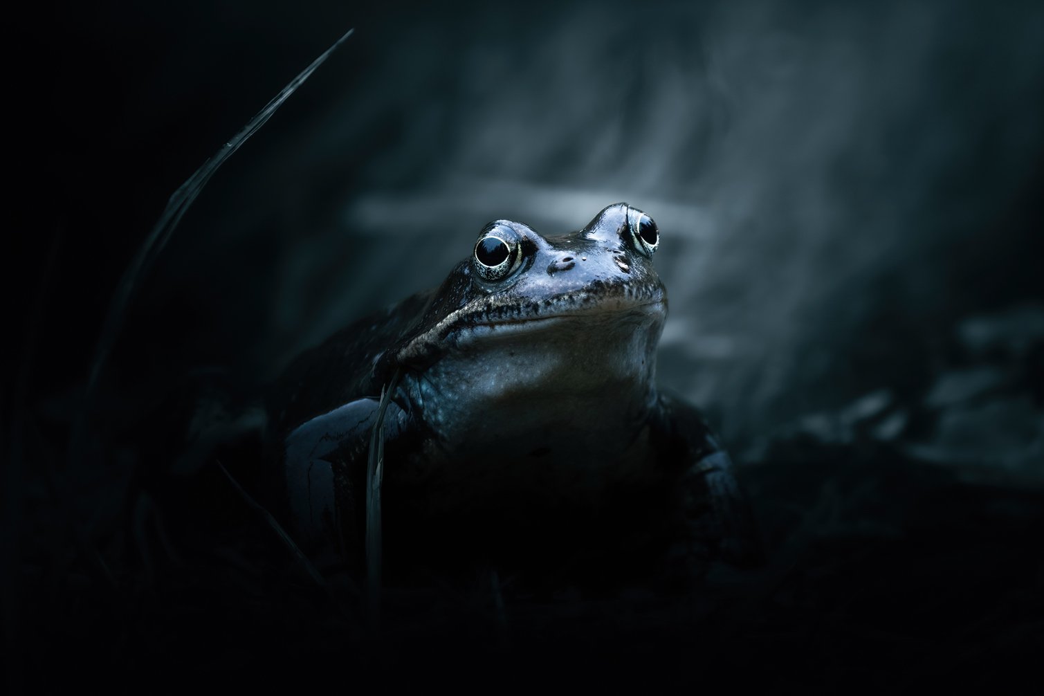 Frog - Fine art print