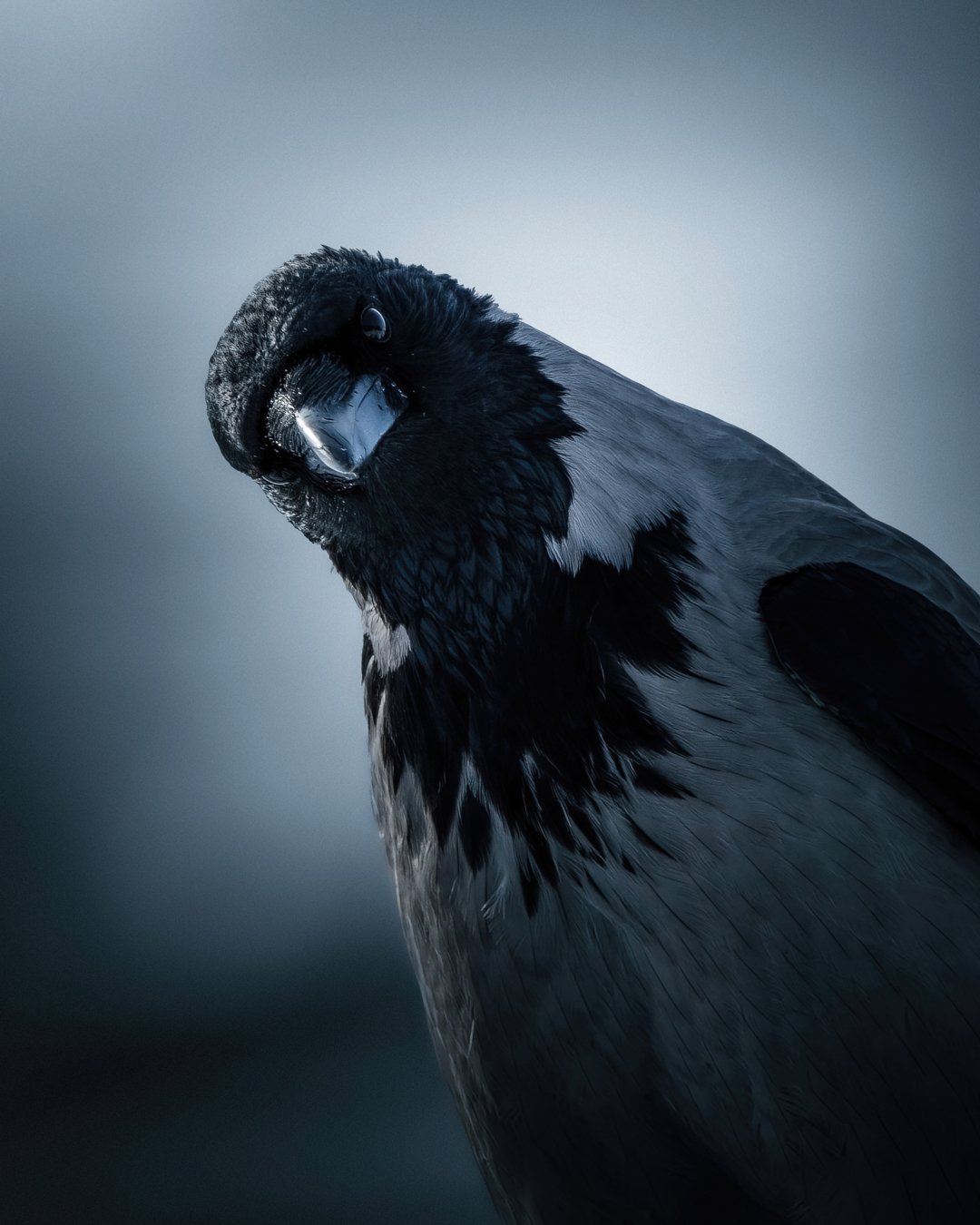 Curious crow - Fine art print