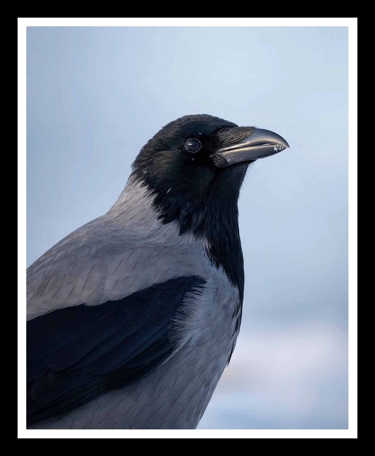 Winter-crow-4x5-r.jpg