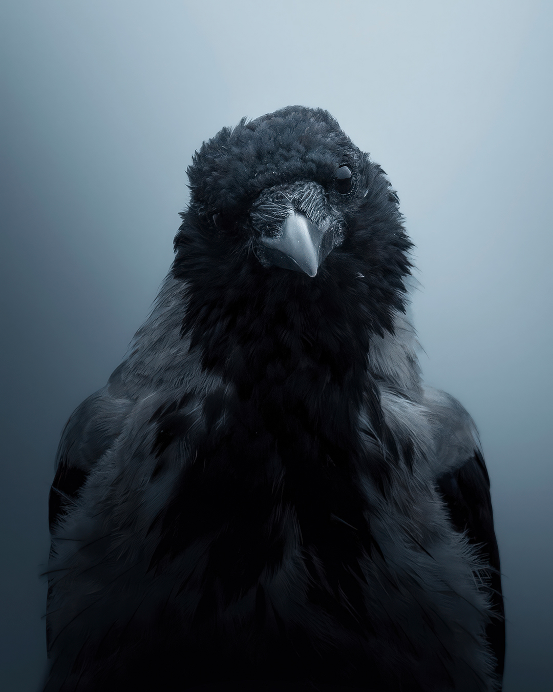 Sassy crow