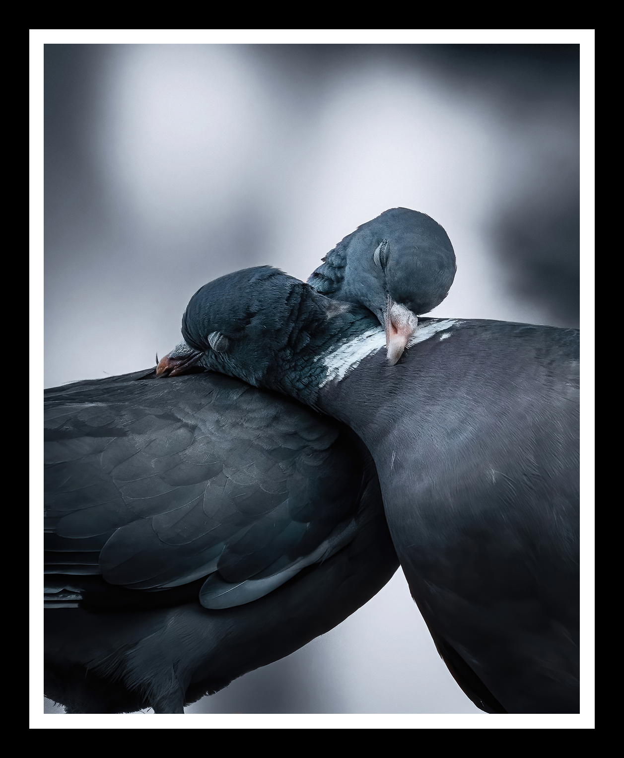 Lovebirds-4x5-r.png
