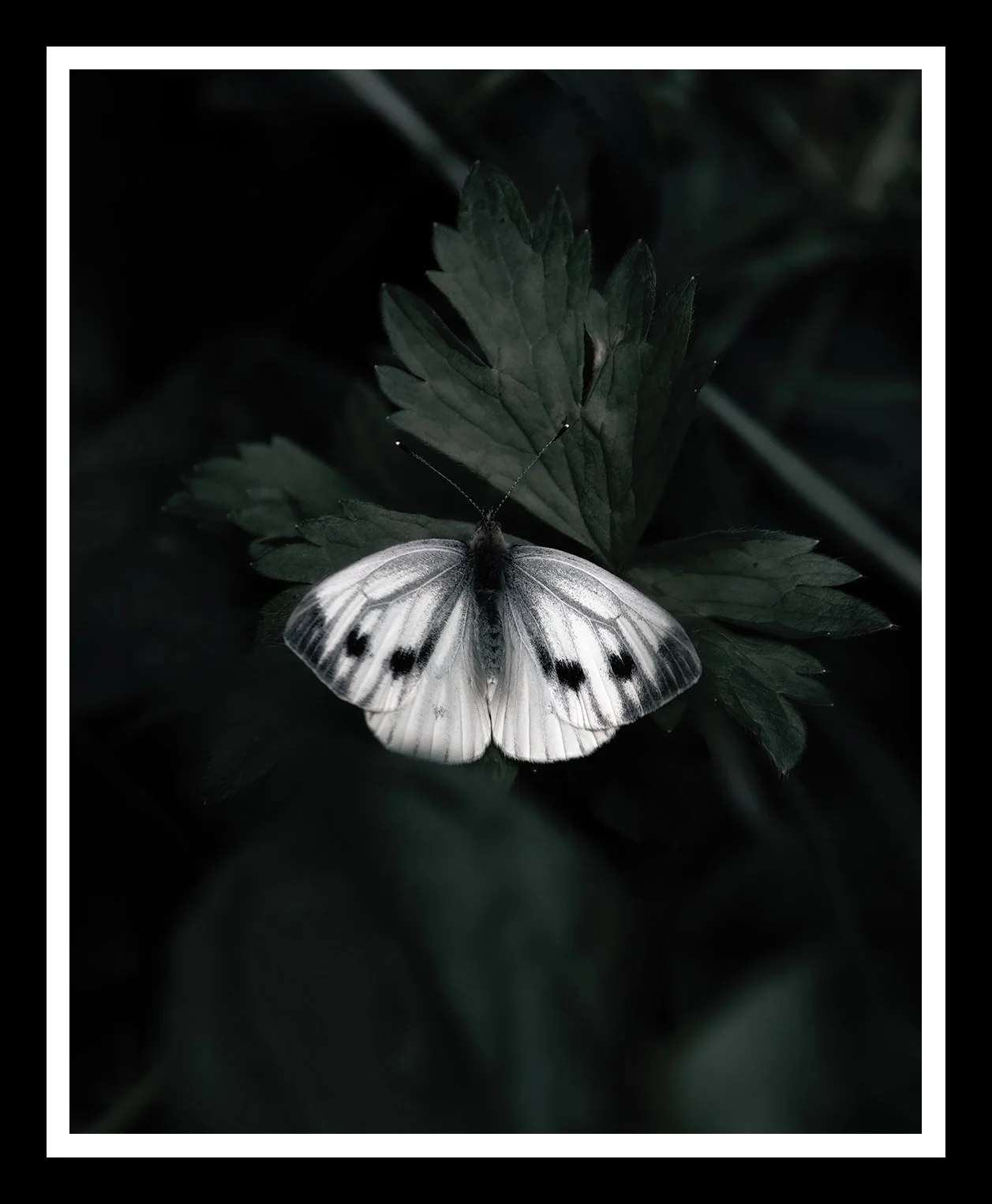 Butterfly-4x5-r.jpg