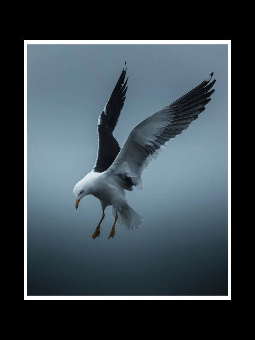 landing-gull-fine-art-print-nature-photography.jpg