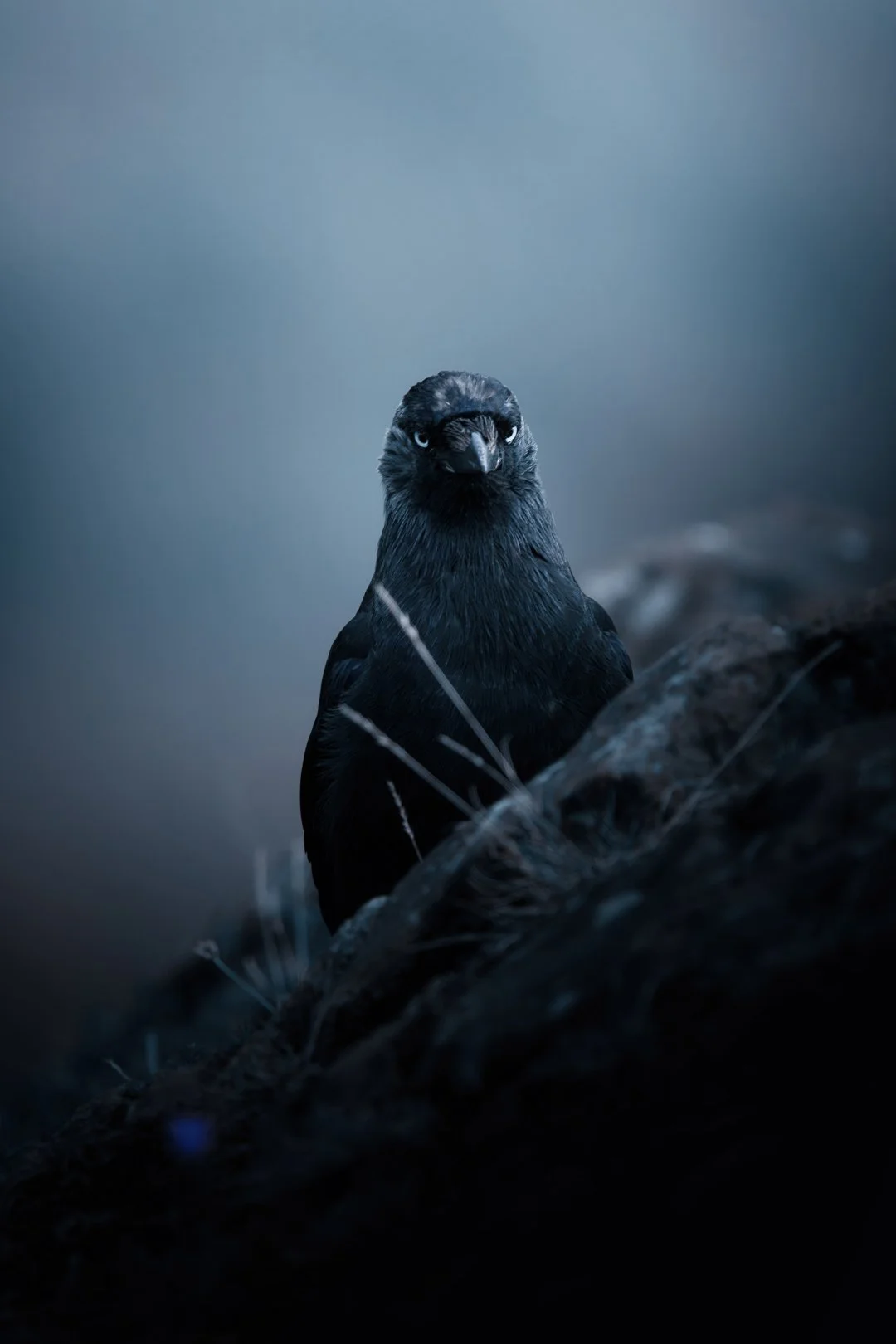 Jackdaw II - Fine art print
