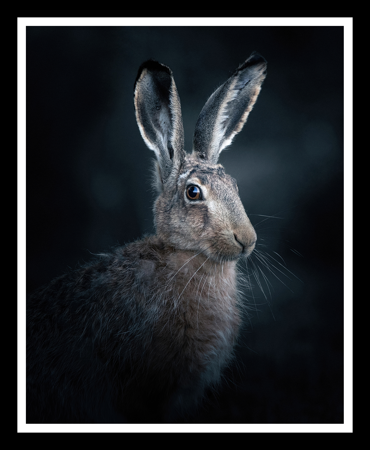 Hare-portrait-4x5-r.png
