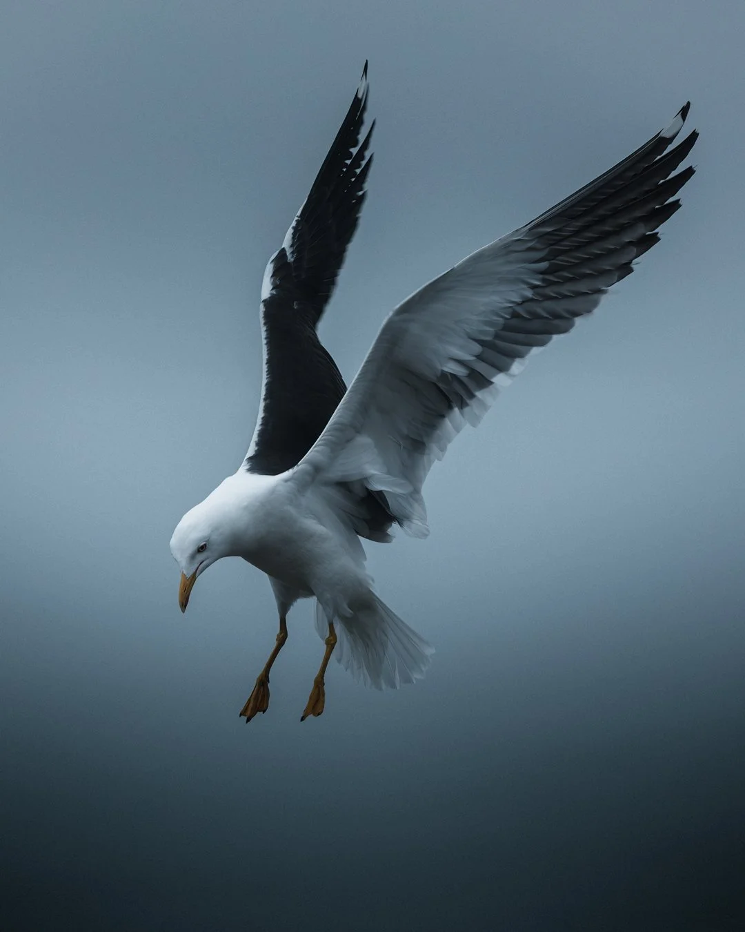 Landing - Fine art print