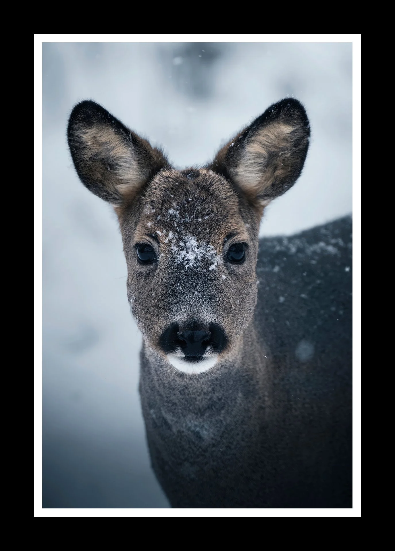 Snowy-morning-2x3-r.jpg