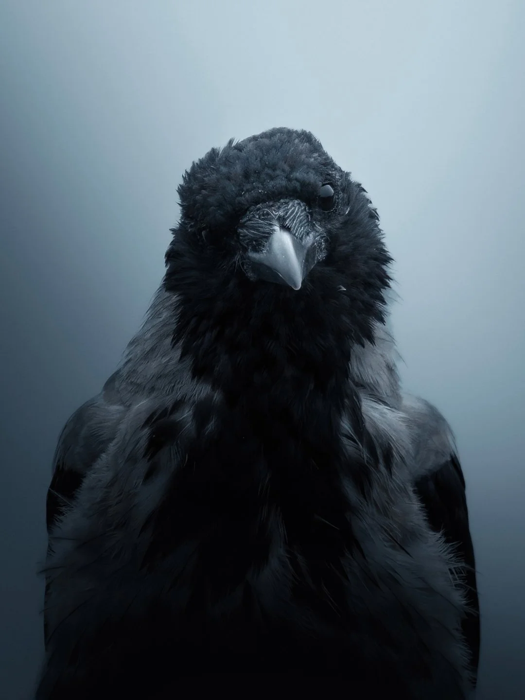 sassy-crow-finnish-nature.jpg