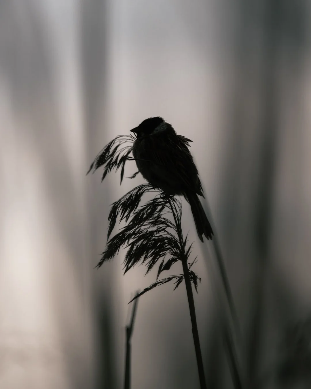 Little-bird-and-sunset.jpg
