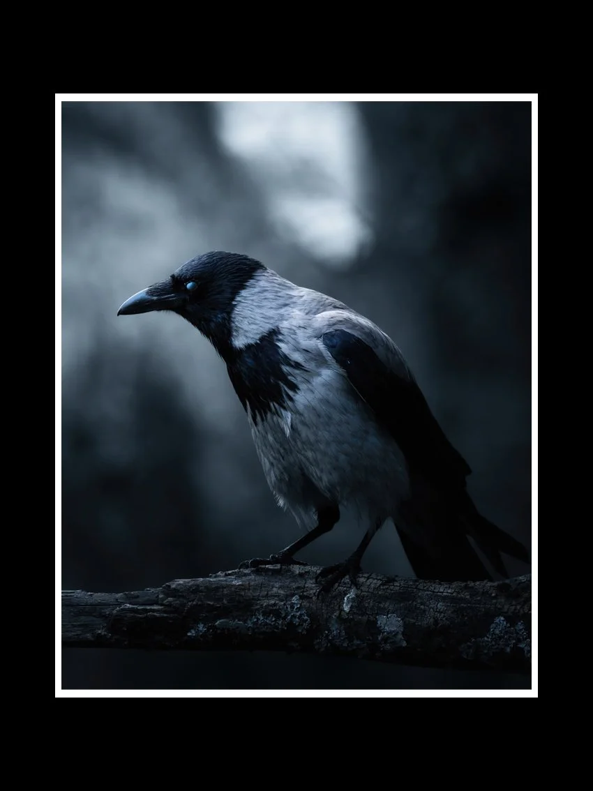 messenger-crow-fine-art-print-nature-photography.jpg