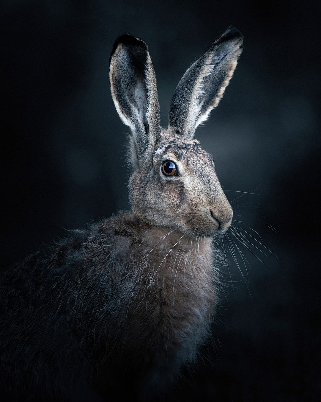 Hare-portrait-4x5.png