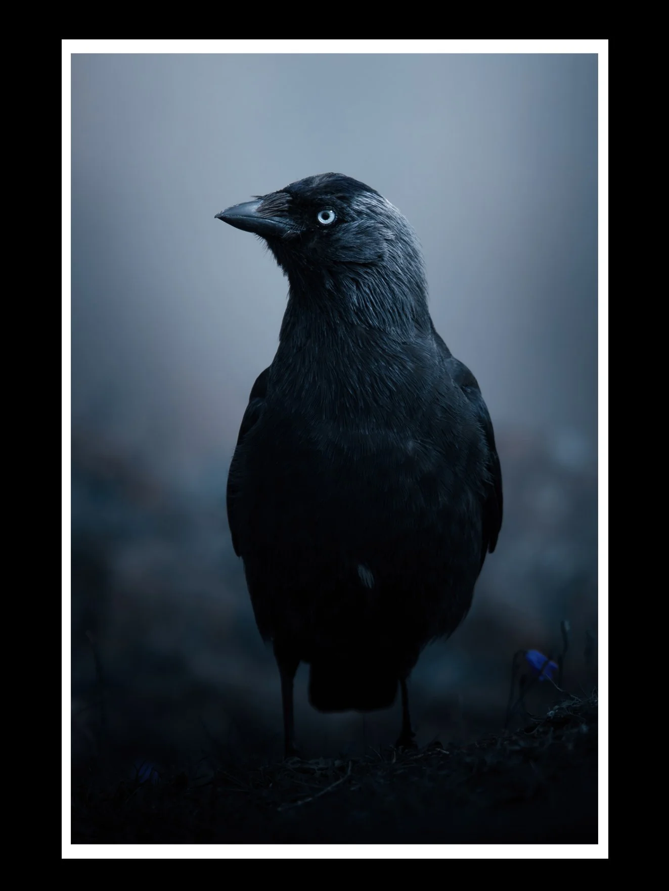 jackdaw-fine-art-print-nature-photography.jpg