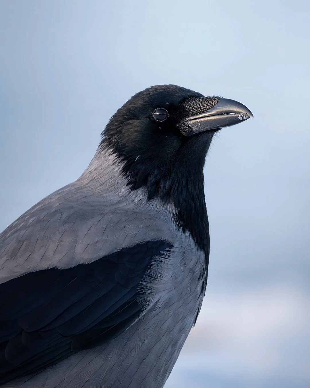 Winter-crow-4x5.jpg