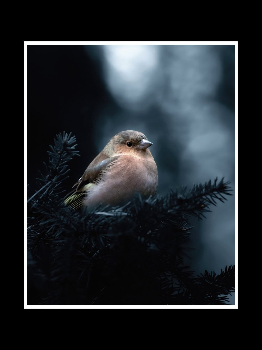 little-bird-fine-art-print-nature-photography.jpg