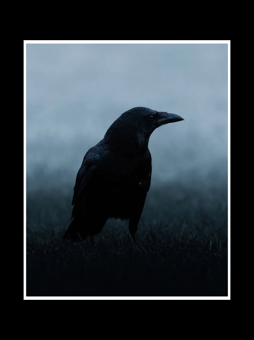 Carrion-crow.jpg