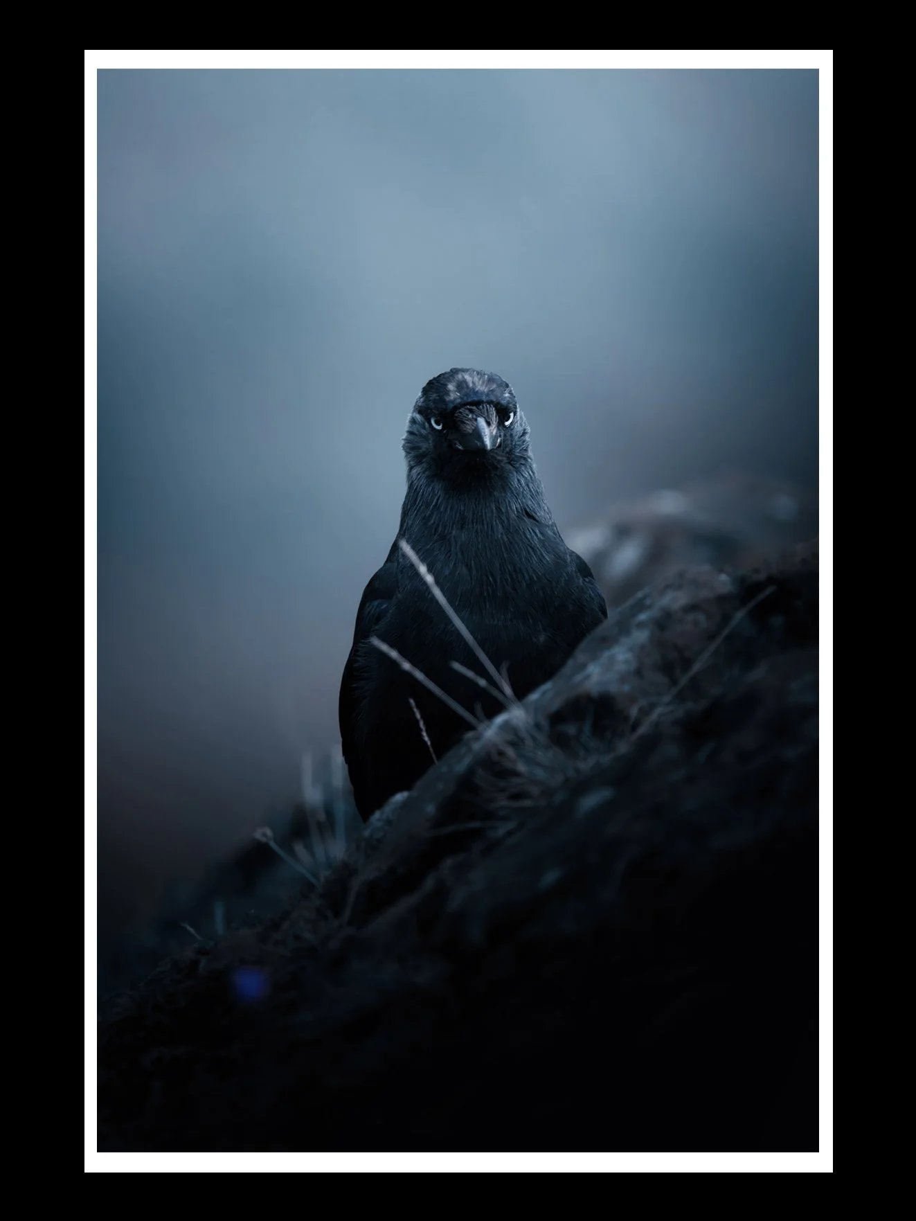 jackdaw-2-fine-art-print-nature-photography.jpg