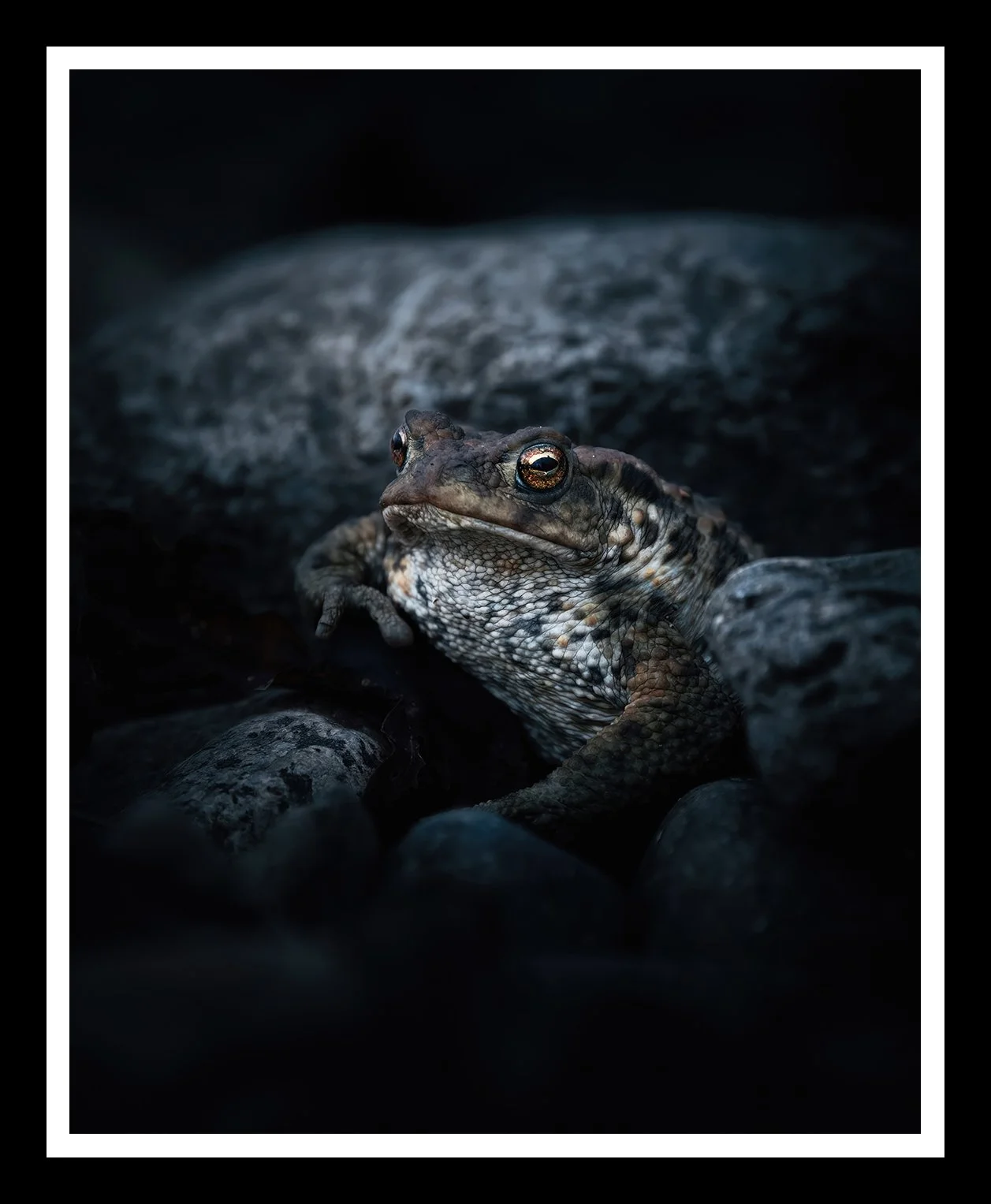 Toad-4x5-r.jpg