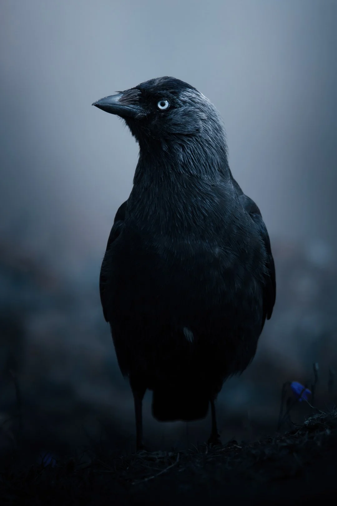 Jackdaw - Fine art print