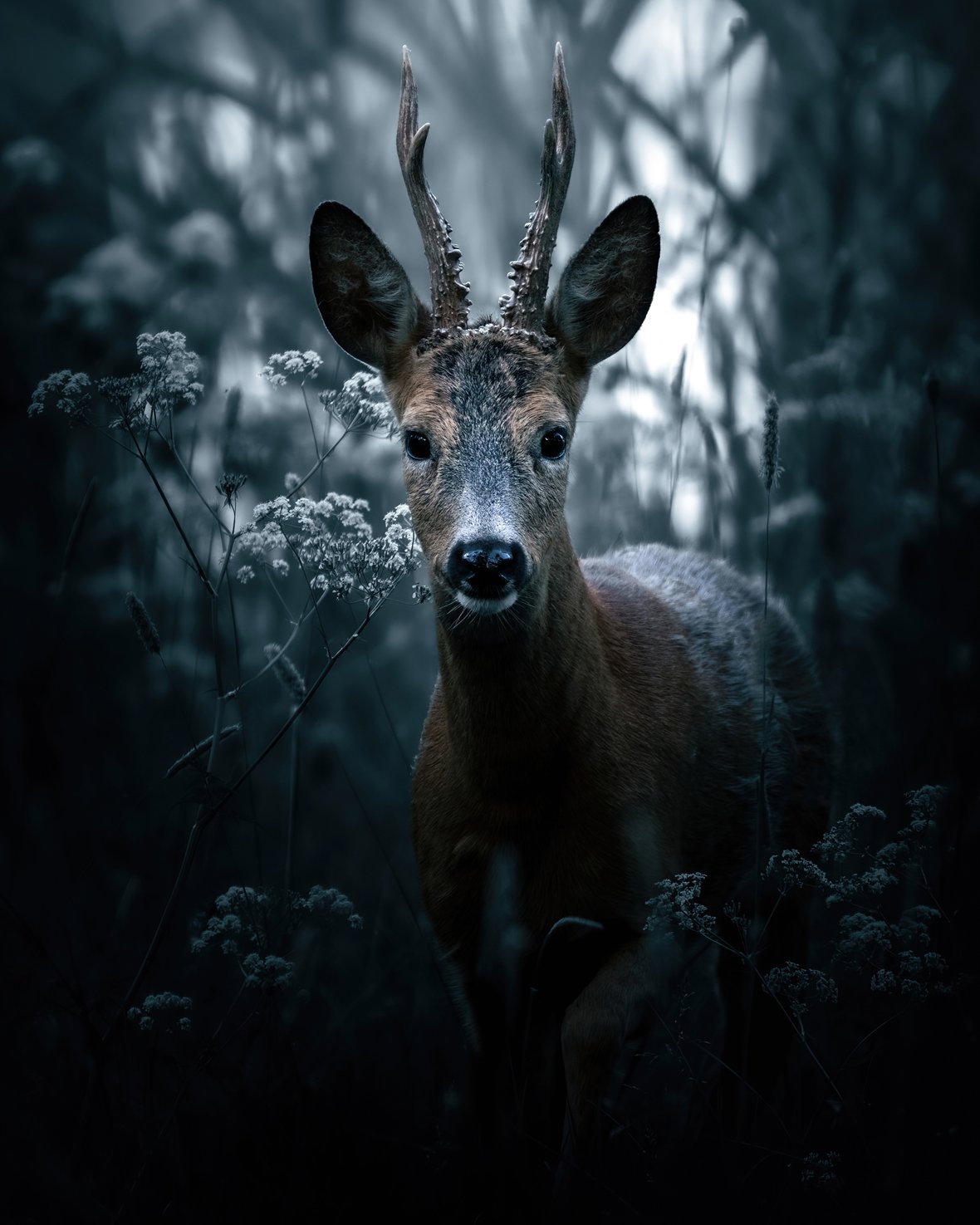 Deer - Fine art print